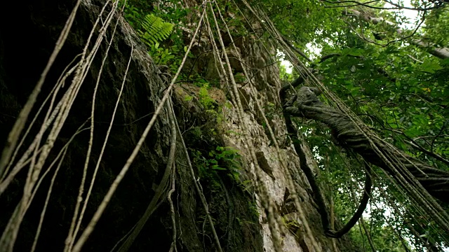 丛林在泰国视频素材