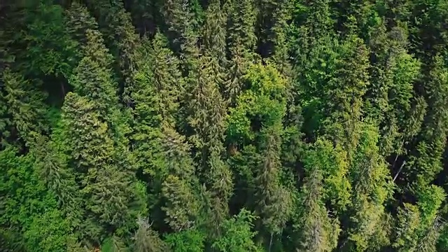 从空中飞过美丽的山脉和针叶视频素材