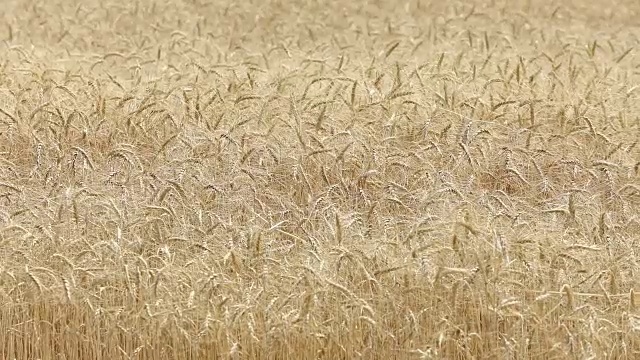 黄色的麦穗在风中摇摆，背景麦田里成熟的麦穗，收获，麦田里生长的小麦，视频，特写，侧视图视频素材