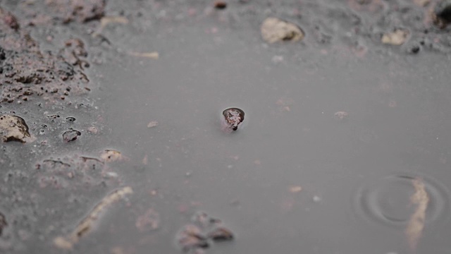 水坑中的雨滴特写视频素材