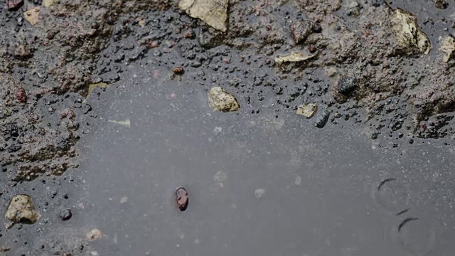 水坑中的雨滴特写视频素材