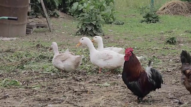 鸡笼里的鹅视频素材