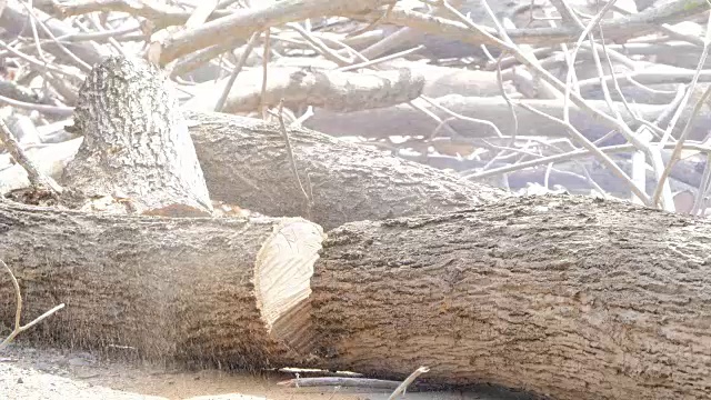 锯死的干尸树视频素材