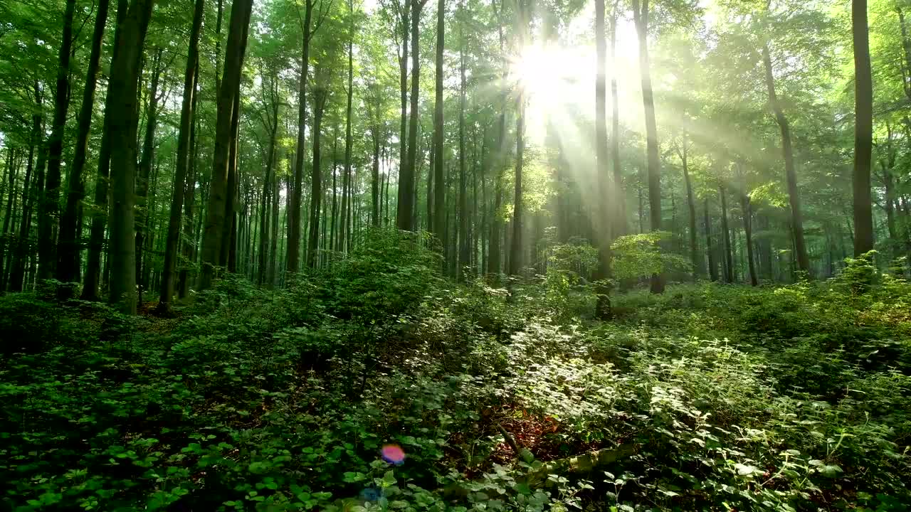 德国巴伐利亚州，佛兰科尼亚，斯帕萨特，森林里的日出视频素材