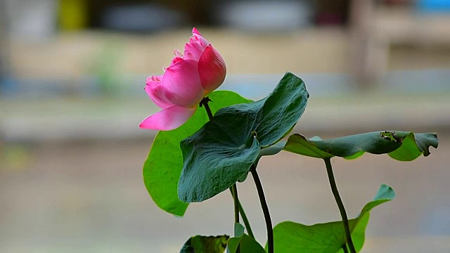 莲花视频素材