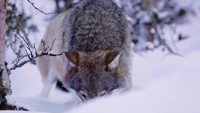 狼在美丽的雪景里吃肉视频下载