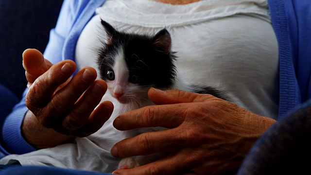 老年妇女抱着小猫坐在扶手椅上4k在退休之家视频素材