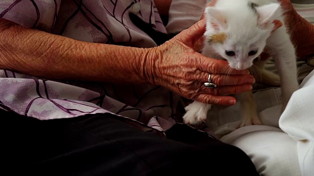 老年妇女在退休之家扶手椅上抚摸小猫4k视频素材