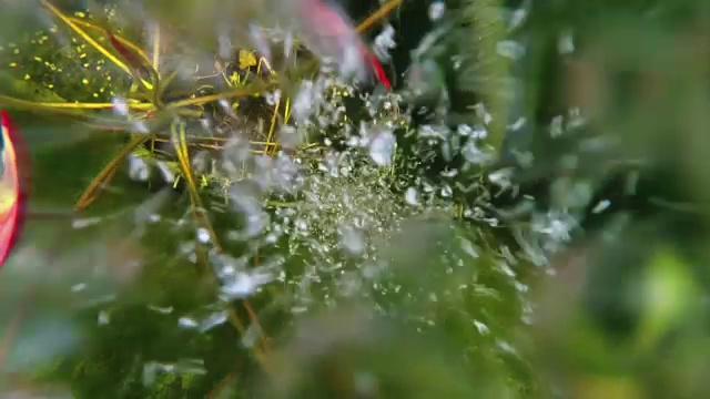 花园池塘水下视频素材