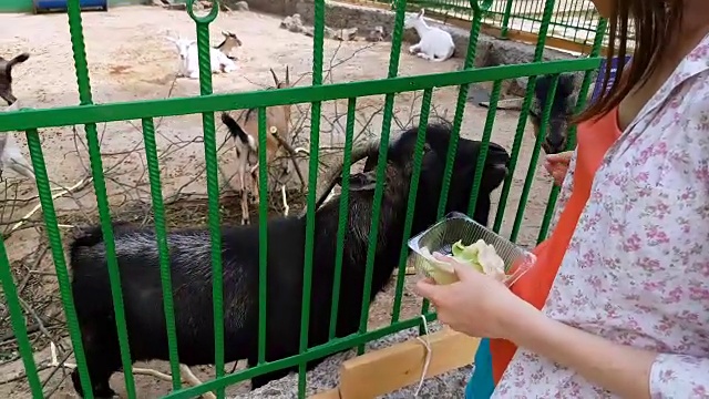 年轻女子喂山羊视频下载