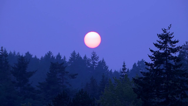 橙色太阳森林地平线在黄昏，冷杉森林剪影自然景观视频素材