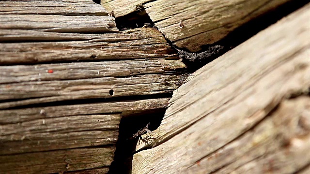 木墙上的一只蜘蛛视频素材