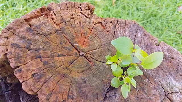 摄影高清:在树桩上发芽新生命视频素材