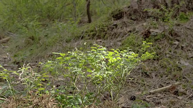 有许多绿色草丛的沼泽地视频素材