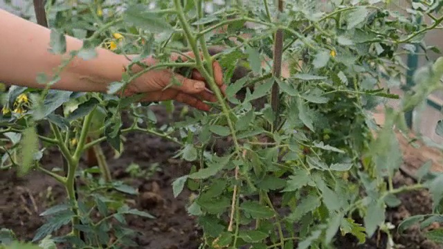 农夫正在从番茄丛中扯下多余的叶子视频素材