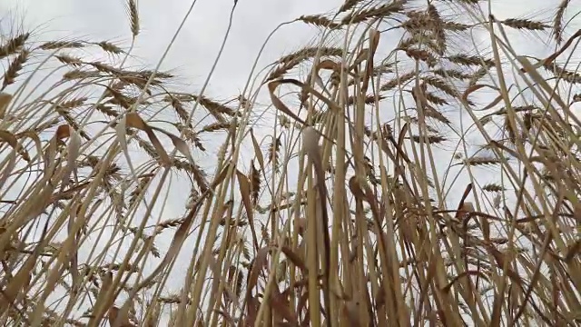 面包和农业的概念。麦田在天空中摇摆。琥珀色的麦粒在风中飘扬。低角度视图小车拍摄视频素材