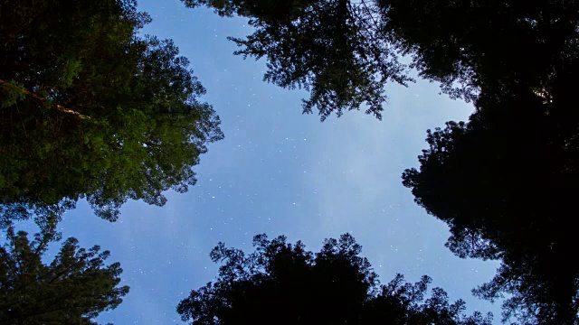 大红杉森林上空的夜空视频素材