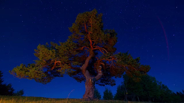 夜晚星星时间流逝天空旋转空间，森林树木前景天体摄影视频素材