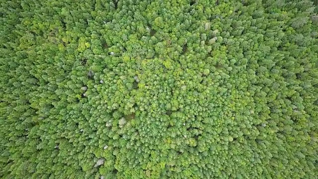 夏季北方自然森林鸟瞰图视频素材