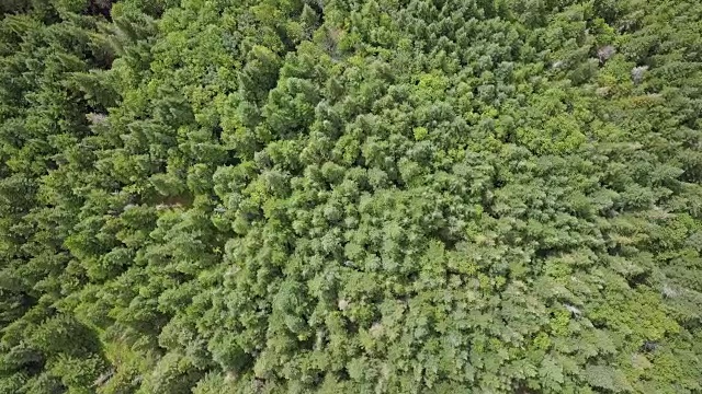 夏季北方自然森林鸟瞰图视频素材