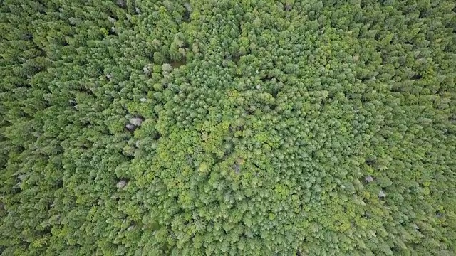 夏季北方自然森林鸟瞰图视频素材