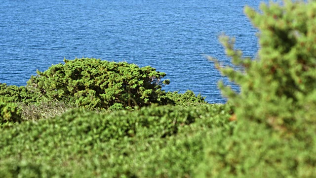 在一个阳光明媚的日子里，一名男子骑着山地车下山，俯瞰大海视频素材