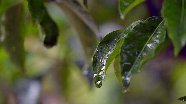 近距离拍摄的摆动，移动，湿枝与树叶在雨和一些水滴飞溅视频素材