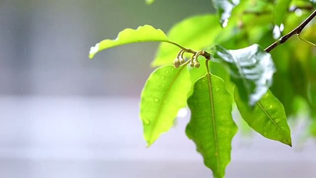 近距离拍摄的摆动，移动，湿枝与树叶在雨和一些水滴飞溅视频素材