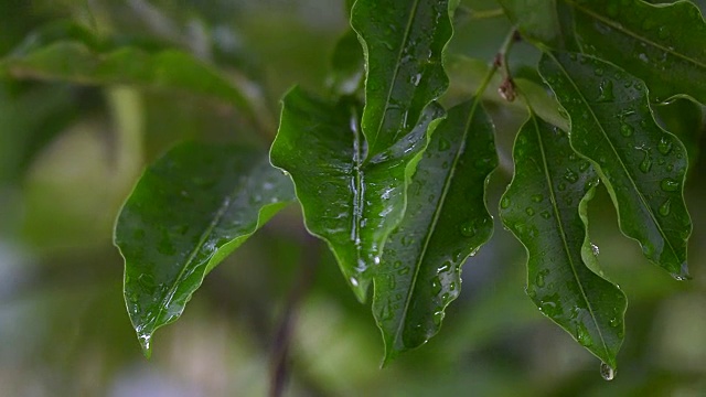 近距离拍摄的摆动，移动，湿枝与树叶在雨和一些水滴飞溅视频下载