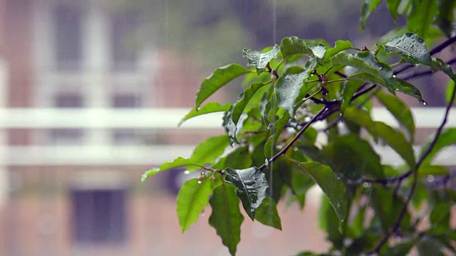 近距离拍摄的摆动，移动，湿枝与树叶在雨和一些水滴飞溅视频素材