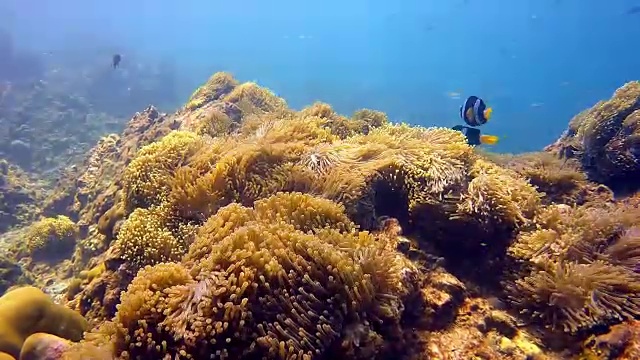 华丽的海葵(Heteractis magnia)又名Ritteri Anemone，还有克拉克海葵小丑鱼(Amphiprion clarkii)视频素材