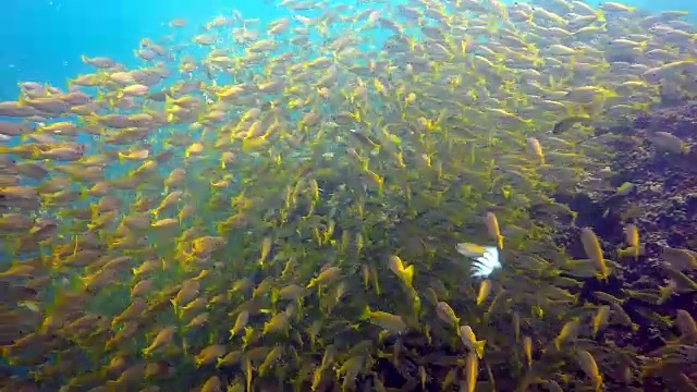 双斑鲷鱼(Lutjanus biguttatus)和大眼睛鲷鱼(Lujanus Lutjanus)视频素材