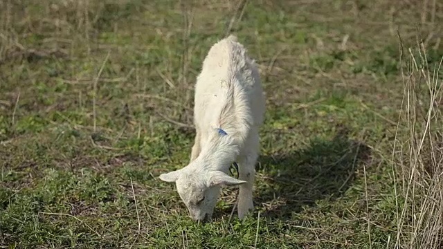 农场里的白色家山羊视频素材