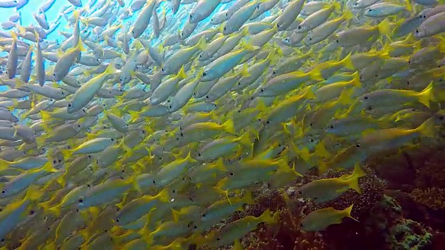 双斑鲷鱼(Lutjanus biguttatus)和大眼睛鲷鱼(Lujanus Lutjanus)视频素材