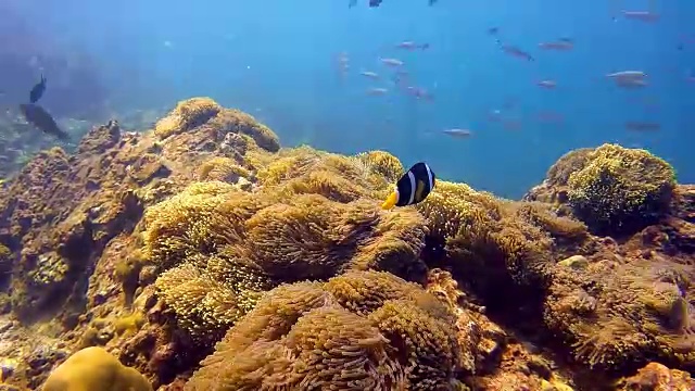 华丽的海葵(Heteractis magnia)又名Ritteri Anemone，还有克拉克海葵小丑鱼(Amphiprion clarkii)视频素材