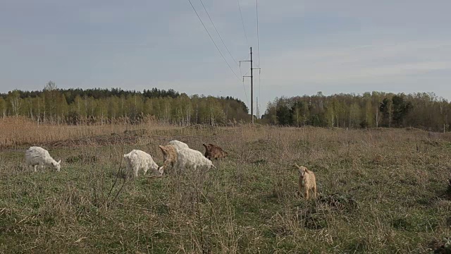 在田野里吃草的一群家养山羊视频素材