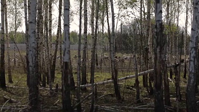 在田野里吃草的一群家养山羊视频素材