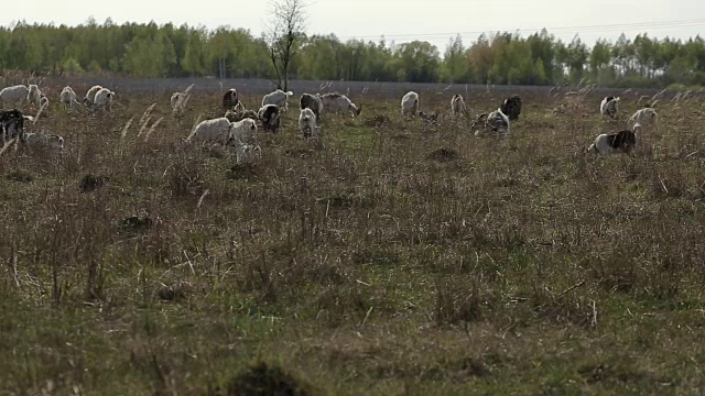 在田野里吃草的一群家养山羊视频素材