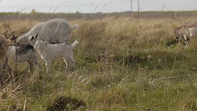 在田野里吃草的一群家养山羊和绵羊视频素材