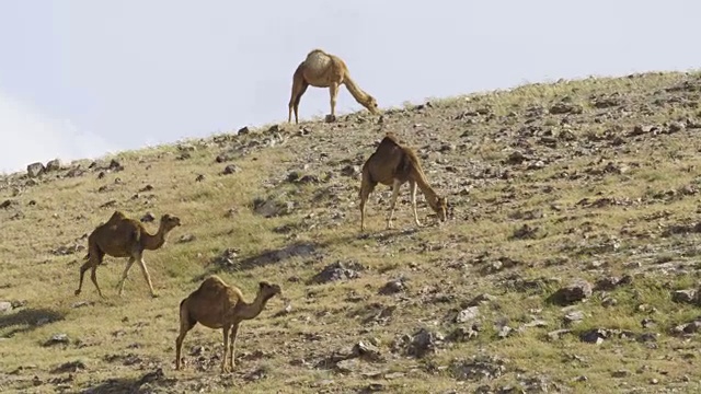 犹大沙漠里的骆驼视频素材