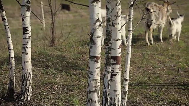 在田野里吃草的一群家养山羊视频素材