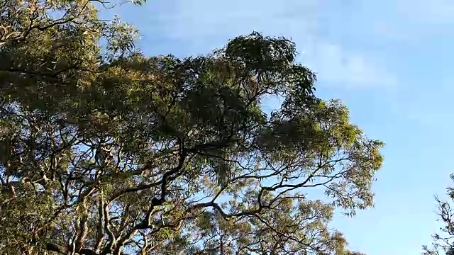 风树视频素材