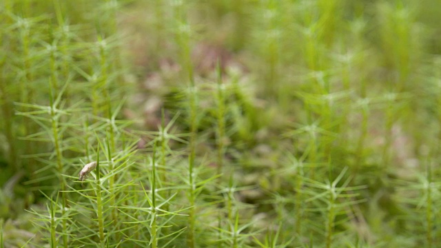 一只虫子爬进沼泽的草丛里视频素材