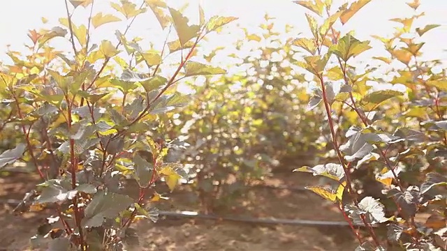 植物栽培全景、总体规划、园地中心、植物浇水、育苗视频素材