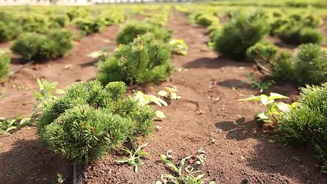 植物栽培全景、总体规划、园地中心、植物浇水、育苗视频素材