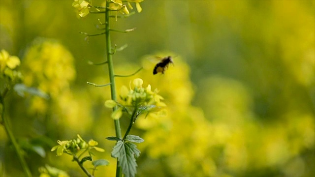 蜜蜂从芥菜花蜜中采集花蜜的慢动作。视频素材