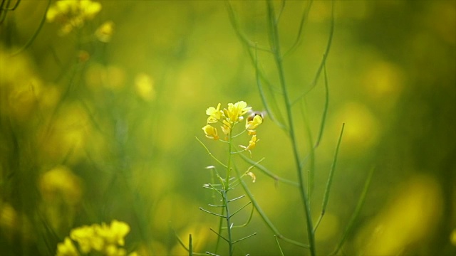 蜜蜂从芥菜花蜜中采集花蜜的慢动作。视频素材