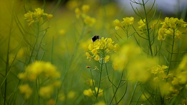 蜜蜂从芥菜花蜜中采集花蜜的慢动作。视频素材