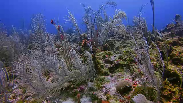 在加勒比海的珊瑚礁上潜水-伯利兹堡礁/龙涎香礁视频素材