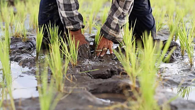 农民在田里种植水稻视频素材